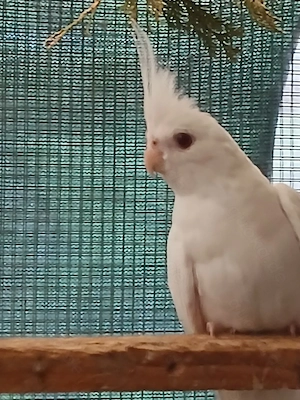 Vögel zu verkaufen 