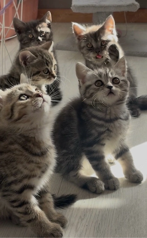 Wundervolle BKH Kitten