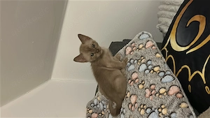 Burma Kitten  reinrassige!!!07.7.2026