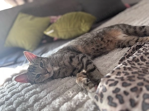 Neues für immer zuhause gesucht