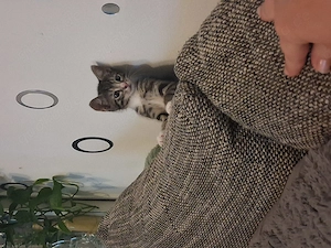 Katzenbaby