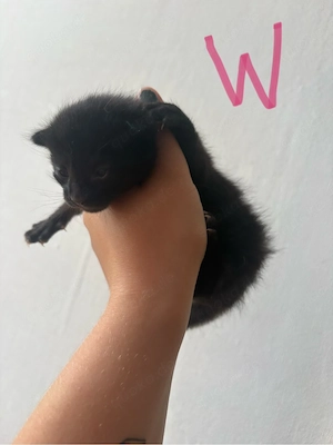 Kitten suchen neues zu hause 