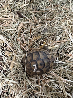 Maurische Landschildkröten 2024