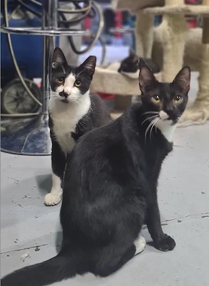 Bob & Biscuit Freundliches Katerpärchen sucht spannende Familie