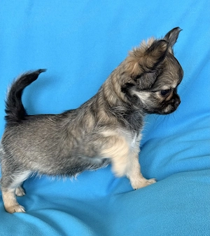 Reinrassige Chihuahua Welpen mit Ahnentafel 