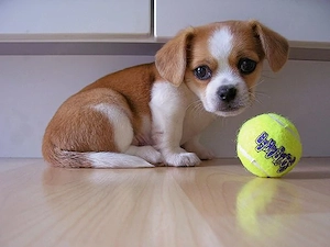 Zauberhafter Chihuahua-Mix-Welpe sucht liebevolles Für-Immer-Zuhause     