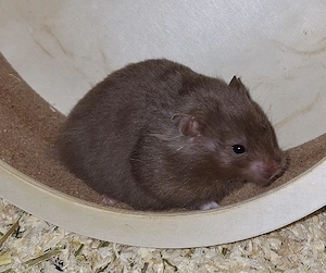 Junge Goldhamster 