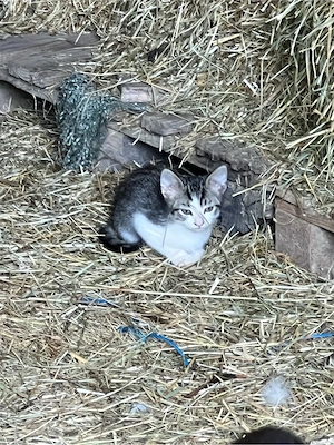 Katze, Hauskatze