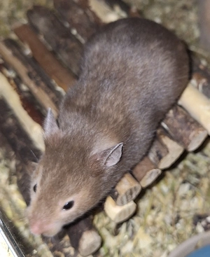 Junge Goldhamster 