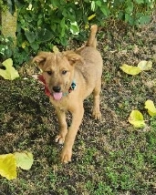 Max, ausgeglichener Welpe sucht neue Familie