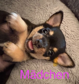 Chihuahua Welpen 