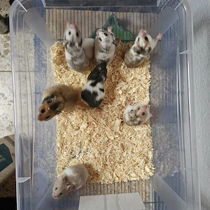 Liebevoll aufgezogene Gold- & Teddyhamster suchen ein neues Zuhause   