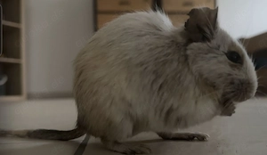 Degu Dame 6 Jahre sucht neues Zuhause mit Zubehör 