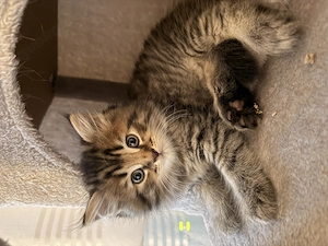BKH mischlingsbabys 