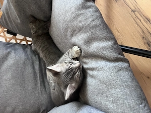 Zwei süße Babykatzen abzugeben 