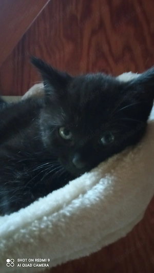 Katzenbabys 
