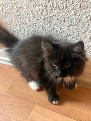 Fünf süße Kitten suchen ein neues Zuhause :) Bild 5