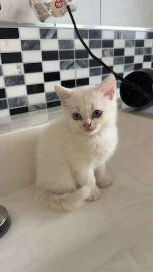 Bkh kitten 