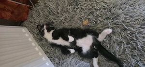 Kartäuser mix Katzenbabys Bild 3