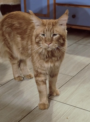 Maine Coon Kater 