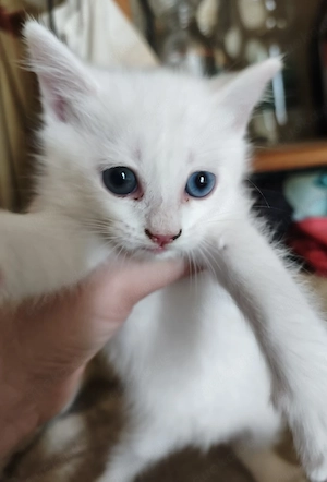 Bkh und Khao Manee Mix Kitten in Weiß 