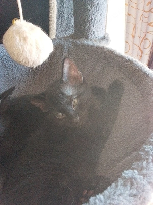 katzen kinder