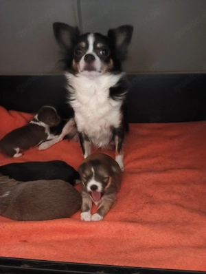 Chihuahua Babys