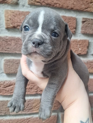 Reinrassige American Bully Welpen suchen ihr Zuhause