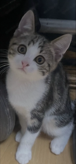 Kitten sucht neues Zuhause 
