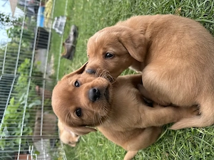 Labrador Welpen Foxred aus Traumverpaarung mit Ahnentafel von Privatzüchter ab August 2026 abzugeben