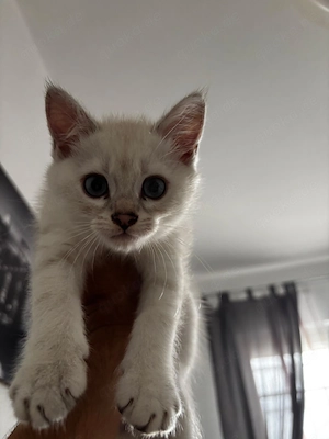 Snow-White Bengal-Perser Mix Kater sucht sein Für-immer-Zuhause 