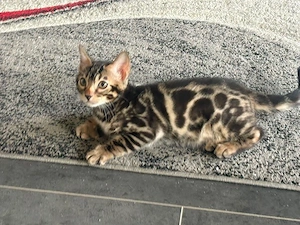  Bengal kitten kater Snow Blue träger  12 Wochen Reinrassig 