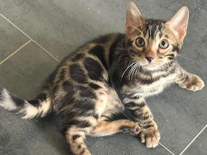 Bengal kater 12 Wochen Reinrassig 