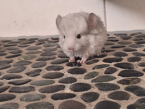 2 chinchilla Jungtiere suchen neues zu Hause 