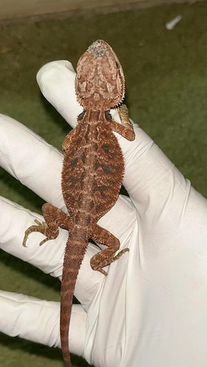 Bartagame NZ Half Red Monster 