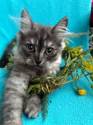 Zwei verschmuste Katerchen suchen ihr Für-immer-Zuhause