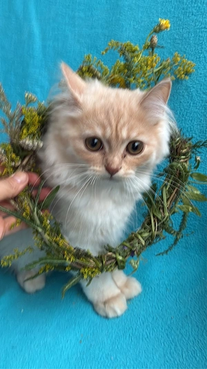 Perser Kitten( jungs) suchen sofort ein Zuhause
