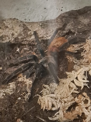 chromatopelma cyaneopubescens
