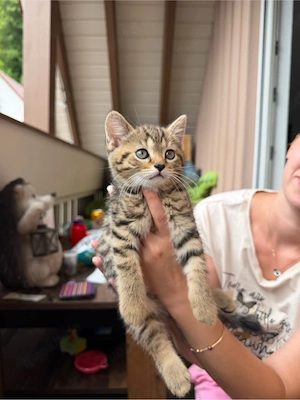 BKH Kätzchen