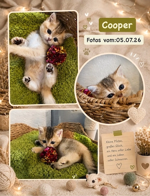 2. Bildhübsche BKH- Kitten suchen tolle Familien 