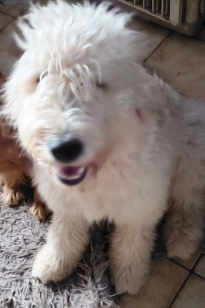 Wunderschönes Goldendoodle Mädel