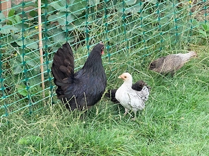 Zwerg-Australorps Henne mit 5 Küken