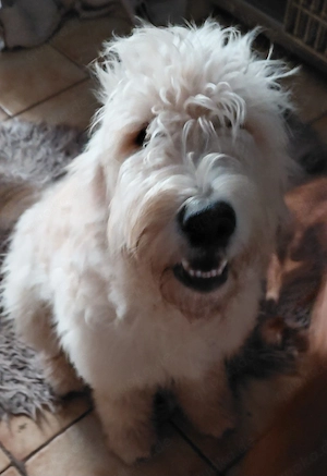 Goldendoodle Mädel