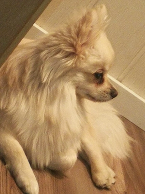 Marley sucht Neues Zuhause