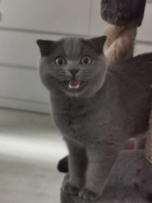 Bhk Kitten 