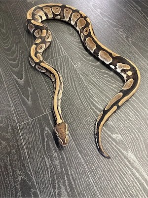 Mojave Königspython 0.1 