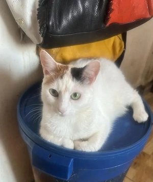 Kessy, Katzenfräulein sucht Anschluß