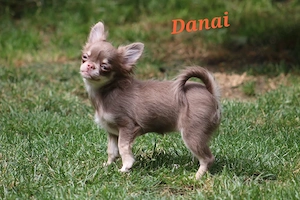 Bezaubernde Chihuahua Welpen 