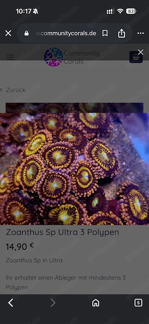 zoanthus Alien Antivenom Meerwasser