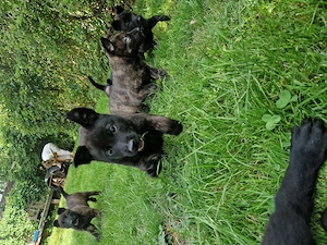 X Herder Welpen 